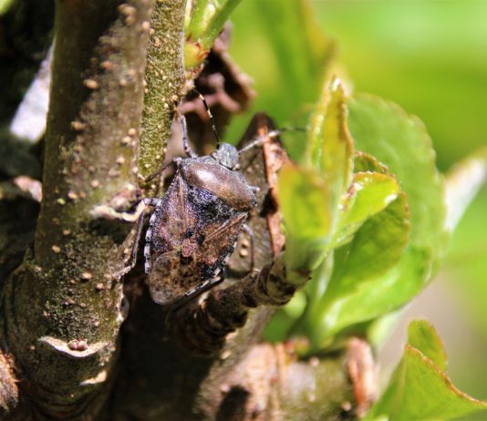Frankreich: Die asiatische Baumwanze befällt die Region und Europa