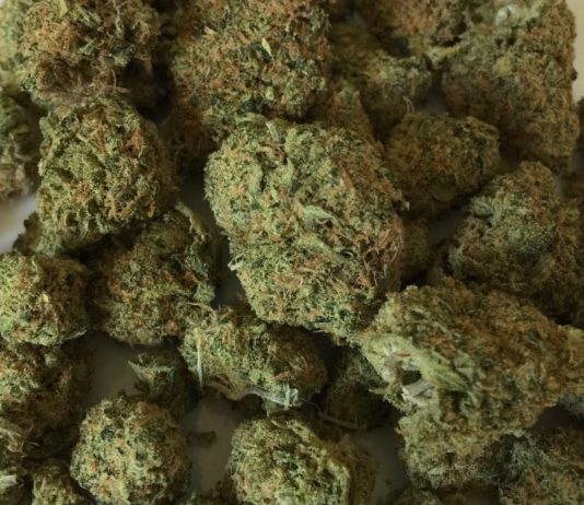 Drogen: Eine Tonne Cannabis bei Paris beschlagnahmt