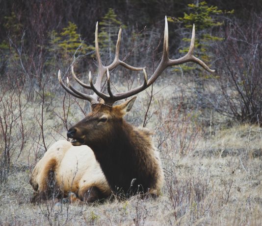Oise: zwei große Hirsche von Jägern getötet