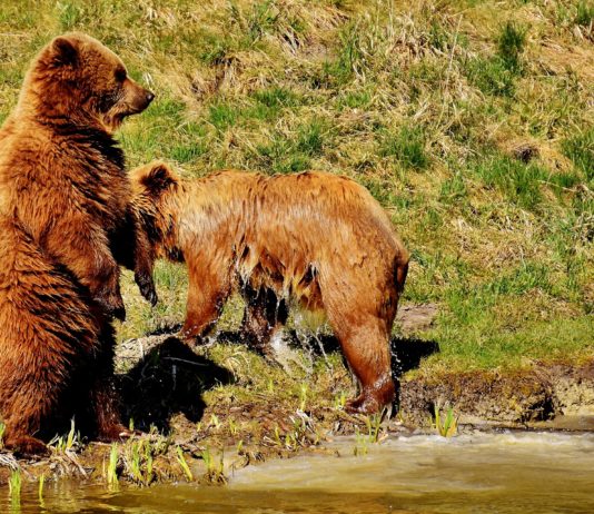 Wildschweine, Rehe, Füchse, Wölfe, Bären… Was tun, wenn man auf ein wildes Tier stösst?