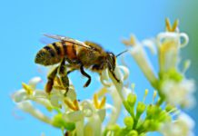 Verborgene Helden mit Flügeln – Warum der Weltbienentag uns alle angeht Bienen