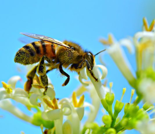 Bienen: Katastrophale Honigernte in diesem Jahr Bienen