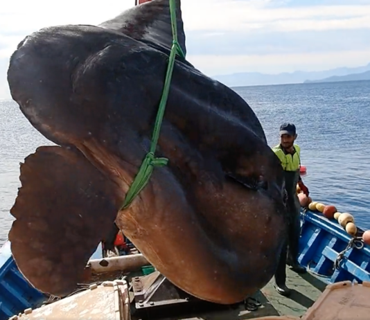 Ein riesiger Sonnenbarsch von über einer Tonne Gewicht im Mittelmeer gefangen