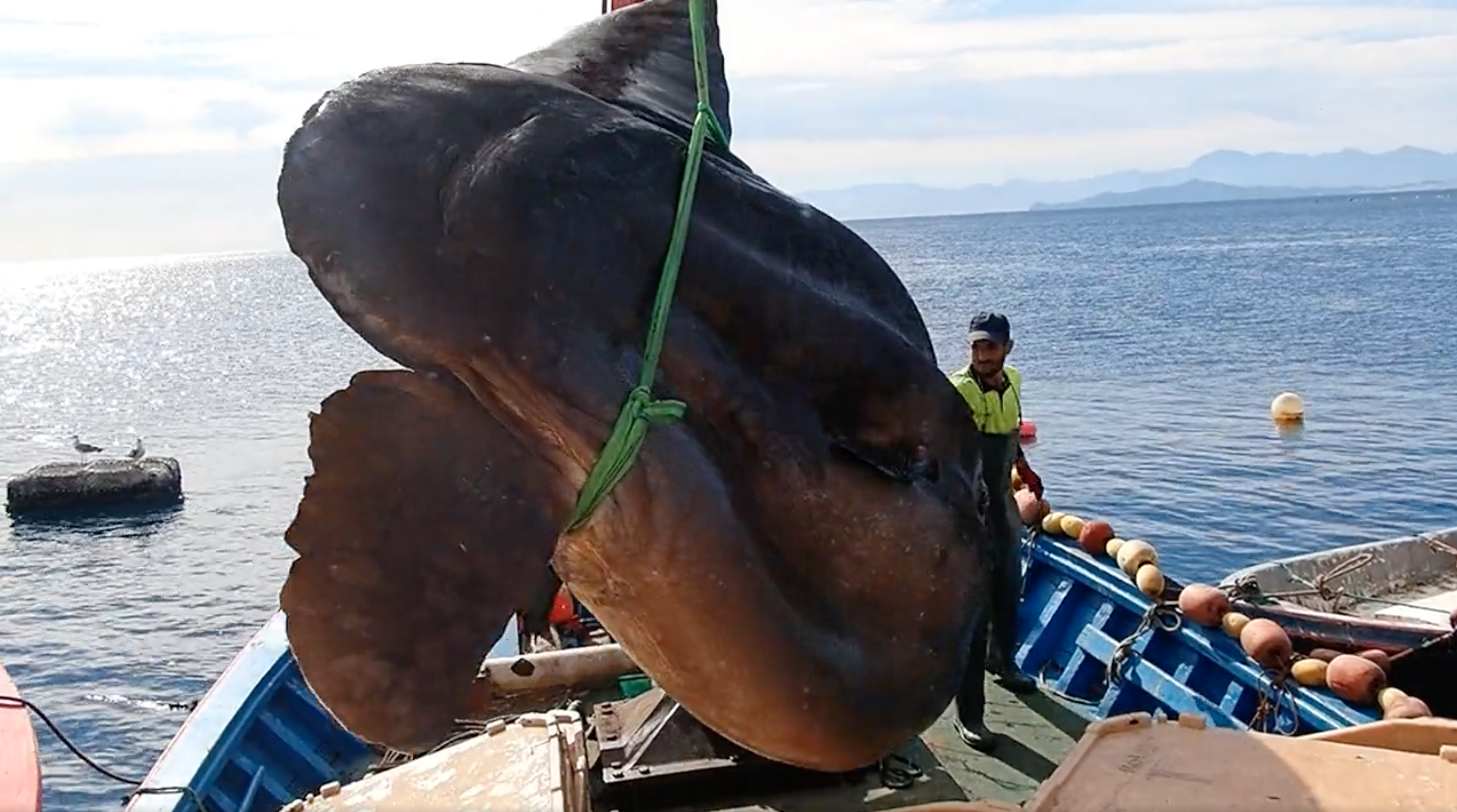 Ein riesiger Sonnenbarsch von über einer Tonne Gewicht im Mittelmeer gefangen