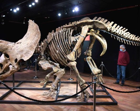 Dinosaurier: Ein Triceratops erzielt Rekordpreis bei Auktion in Paris