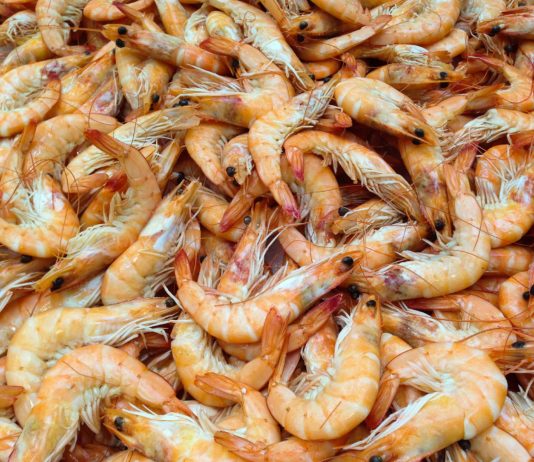 Normandie: 700 kg Kokain in einem Garnelen-Container gefunden