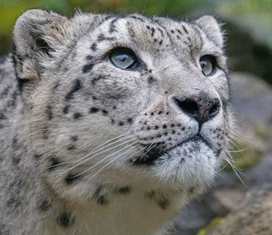 Alarm im Pas-de-Calais: eine „Großkatze“ ist entlaufen. Der Präfekt erlaubt den Abschuss.