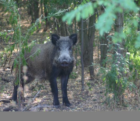 Haut-Rhin: Wandern während der Wildschweinjagd verboten