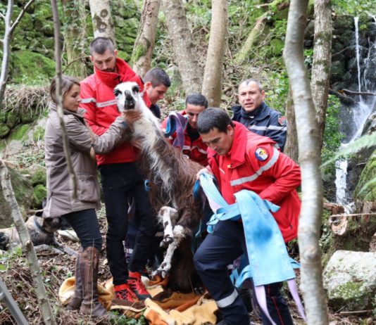 Gard: Die Feuerwehr rettet ein Lama aus einer Schlucht