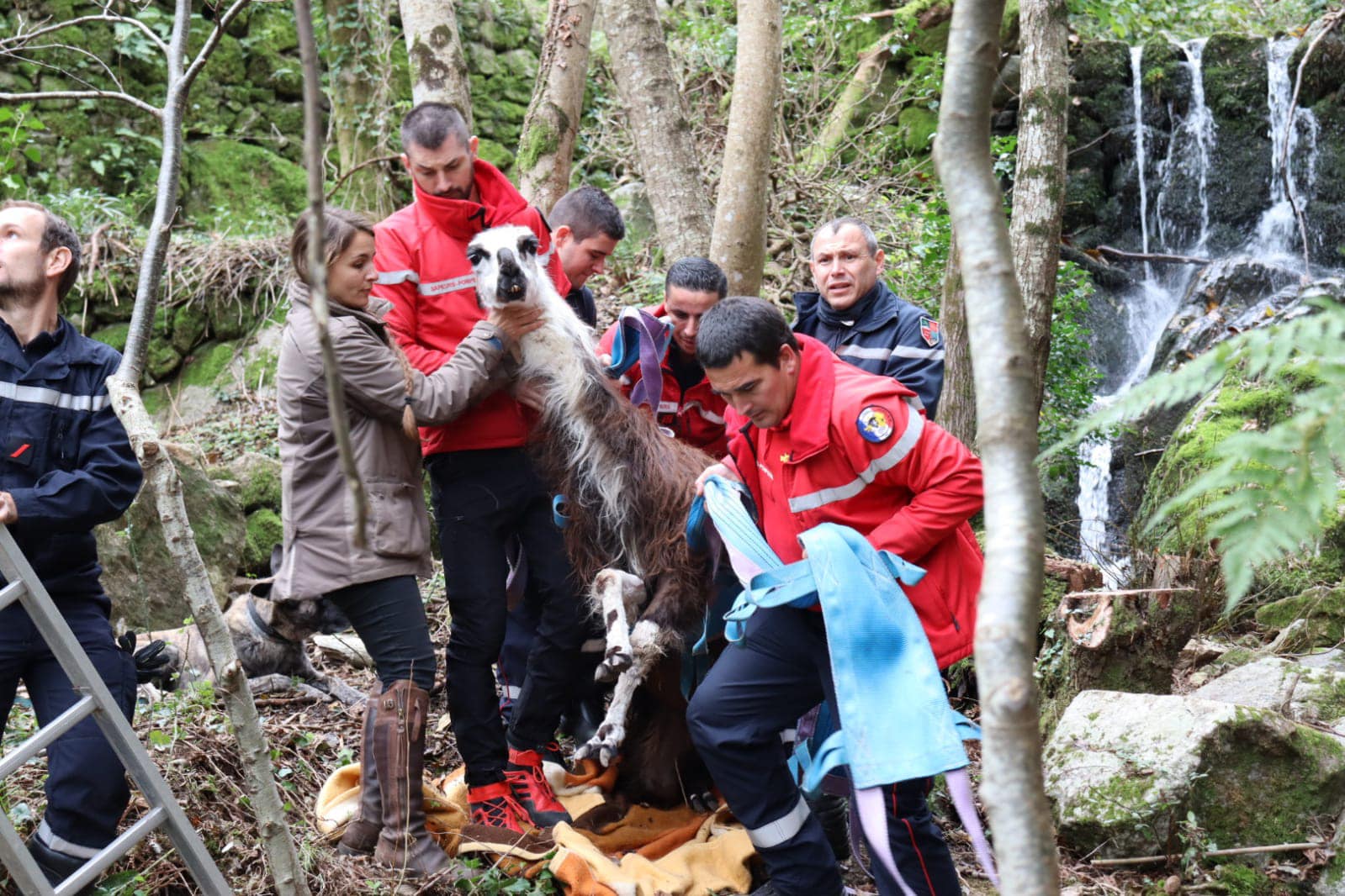 Gard: Die Feuerwehr rettet ein Lama aus einer Schlucht