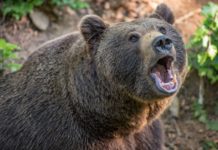 Getötete Bärin: Ermittlungen wegen „Tötung einer geschützten Art“ und „illegaler Jagd“