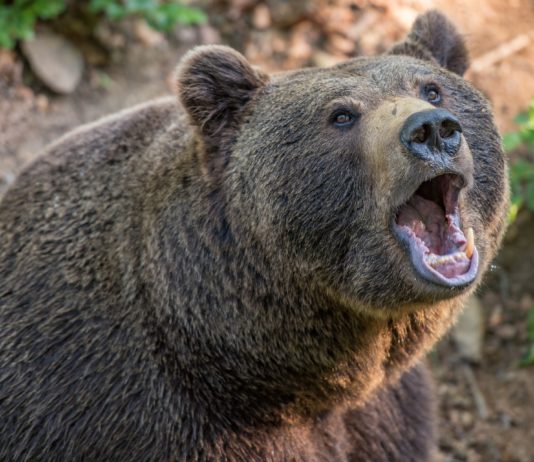 Getötete Bärin: Ermittlungen wegen „Tötung einer geschützten Art“ und „illegaler Jagd“