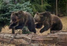 Mindestens 70 Bären wurden 2021 in den Pyrenäen gezählt