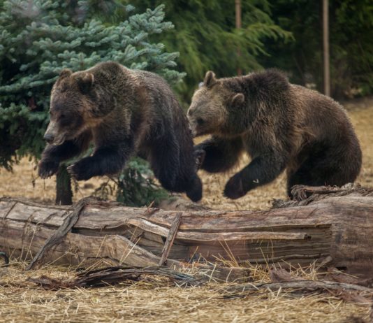 Von einem Jäger erschossene Bärin in der Ariège: Was passiert nun mit ihren Jungen?