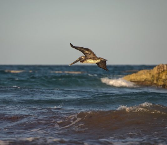 Landes: Die Präfektur genehmigt die Tötung von Kormoranen – einer geschützten Art