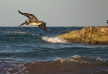 Wenn der Fluss zum Schlachtfeld wird – Wie der Kormoran zum Feindbild der französischen Fischer wurde Kormoran