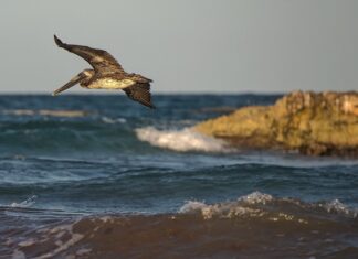 Wenn der Fluss zum Schlachtfeld wird – Wie der Kormoran zum Feindbild der französischen Fischer wurde Kormoran