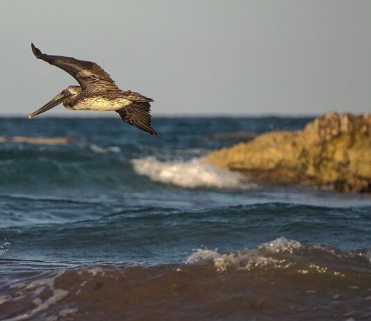 Wenn der Fluss zum Schlachtfeld wird – Wie der Kormoran zum Feindbild der französischen Fischer wurde Kormoran