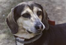 Elf Hunde tot in Durnes – Wenn der Tierschutz an seine Grenzen stößt Hund_Tierschutz