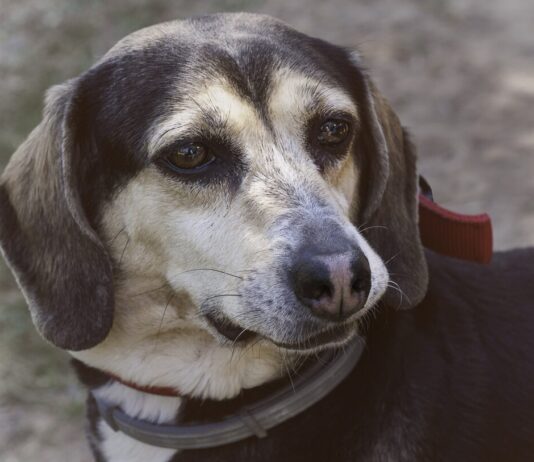 Elf Hunde tot in Durnes – Wenn der Tierschutz an seine Grenzen stößt Hund_Tierschutz