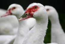 Zweiter Fall von Vogelgrippe im Finistère bestätigt: Auswirkungen auf die Region Entenfarm-Vogelgrippe