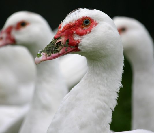 Vogelgrippe: Im Departement Gers werden Enten von sieben Höfen präventiv getötet Entenfarm-Vogelgrippe