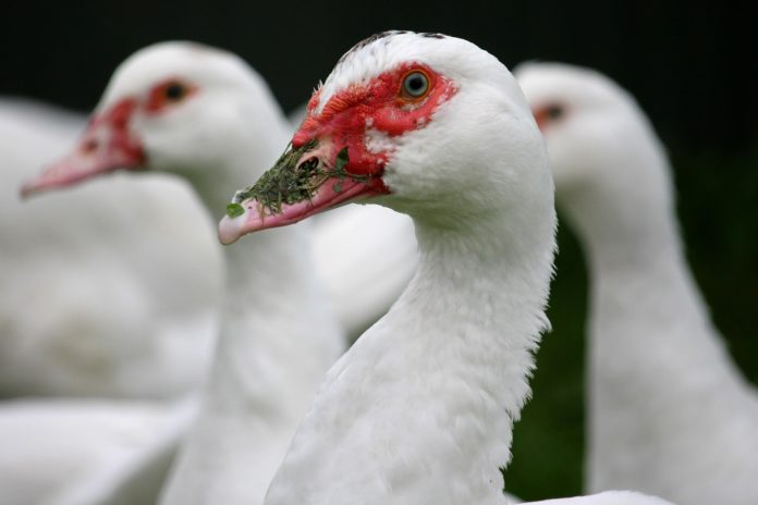 Entenfarm-Vogelgrippe