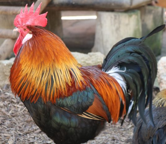 Vogelgrippe: Frankreich erhöht die Alarmstufe auf „hoch“- Quarantäne für das Geflügel