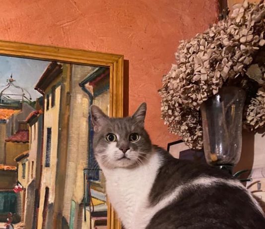 Weihnachtsabend: Katze rettet Familie vor einer Kohlenmonoxidvergiftung