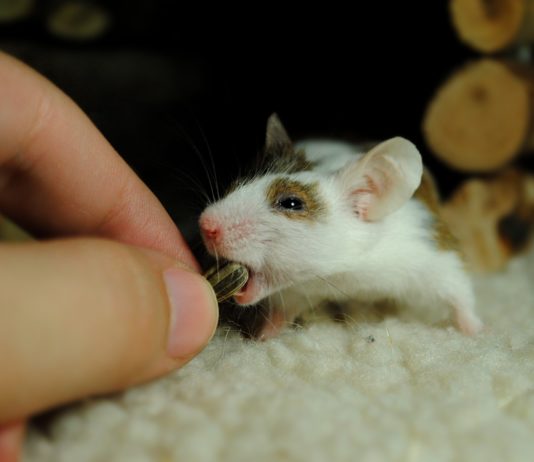 Omikron könnte durch eine Übertragung zwischen Mensch und Maus entstanden sein