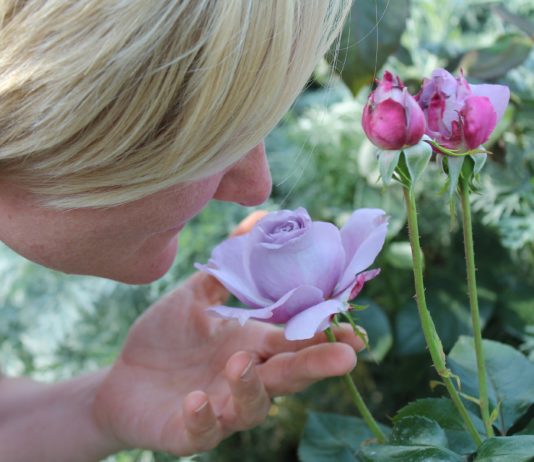 Covid-19: Drei Minuten bei -90°C und man erlangt seinen Geruchssinn wieder?