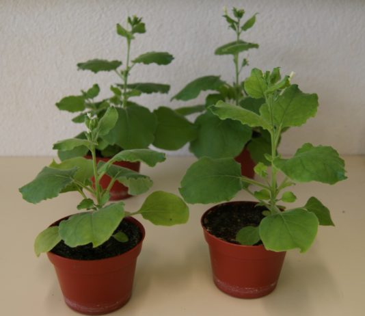 Covid-19: Medicago aus Quebec entwickelte Impfstoff auf pflanzlicher Basis