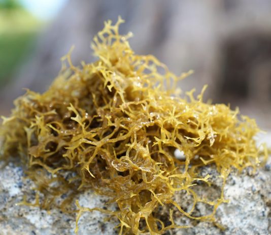 Meeresalgen – ein vielversprechender Weg zum Schutz unseres Planeten