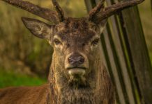 Covid-19: Mit Omikron infizierte Hirsche in den USA könnten eine neue Variante gebildet haben