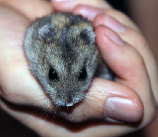 Covid-19: Hamster können laut einer Studie das Virus auf Menschen übertragen