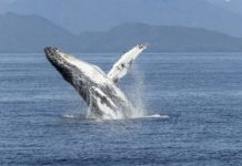 Buckelwal in Nordfrankreich an den Strand gespült