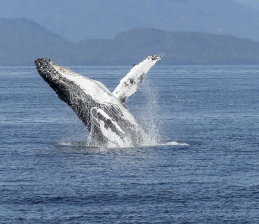 Buckelwal in Nordfrankreich an den Strand gespült