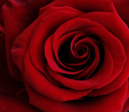 Valentinstag 2022: Rote Rosen werden teurer