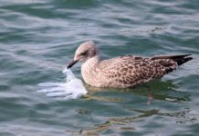 Plastikflut stoppen, Zukunft retten – Warum der Weltumwelttag 2025 uns alle angeht Möwe_Plastik