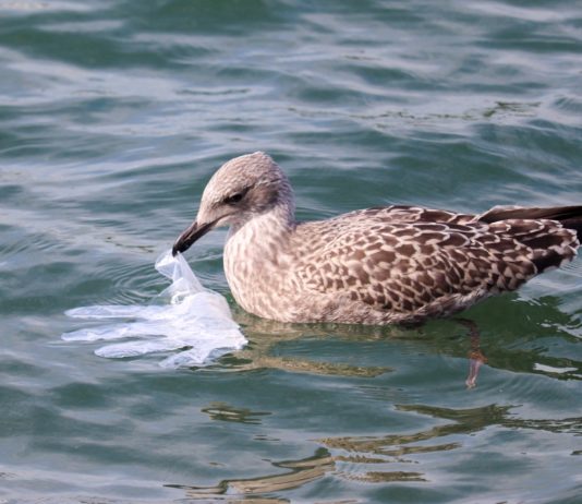 „One Ocean Summit“: Warum der Ozean unbedingt vor menschlichem Müll geschützt werden muss Möwe_Plastik