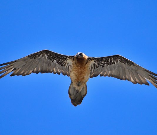 Vercors: Bartgeierpaar gelang zum ersten Mal seit 100 Jahren wieder eine erfolgreiche Eiablage