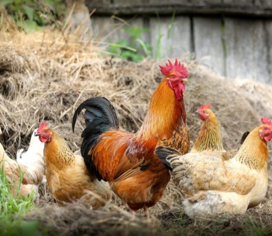 Vogelgrippe: Mit 50 Millionen gekeulten Vögeln erlebt Europa den „verheerendsten“ Ausbruch der Geschichte Hühner_Geflügel