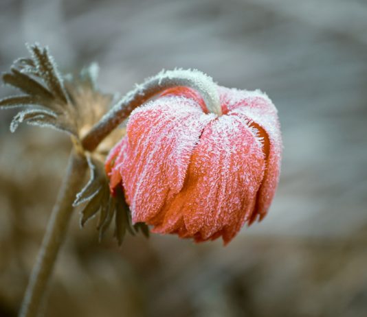 Wetter: Nach einem milden Vorgeschmack auf den Frühling wird Kälte über Frankreich hereinbrechen