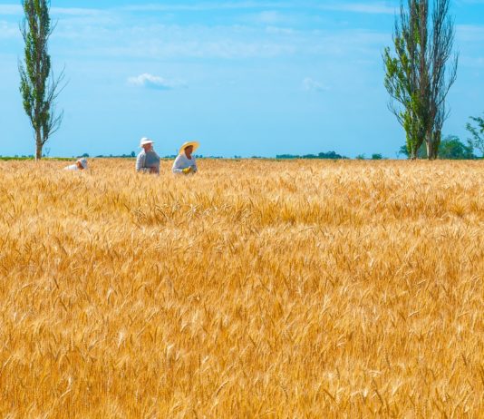Macron: Russlands Angriff auf die Ukraine wird die Lebensmittelversorgung in Europa destabilisieren