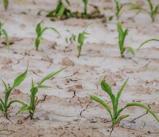 Wetter: In den kommenden Monaten soll es wärmer und trockener werden als normal