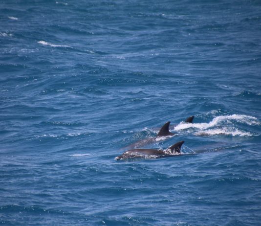 Fischerei in Frankreich: Delfine werden zu wenig geschützt (Video)