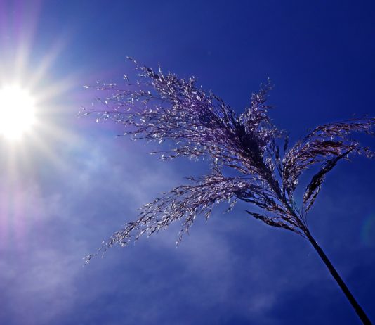 Extreme Hitze: 50°C in Indien und Pakistan – aber das Phänomen bedroht auch andere Teile der Welt Hitzewelle