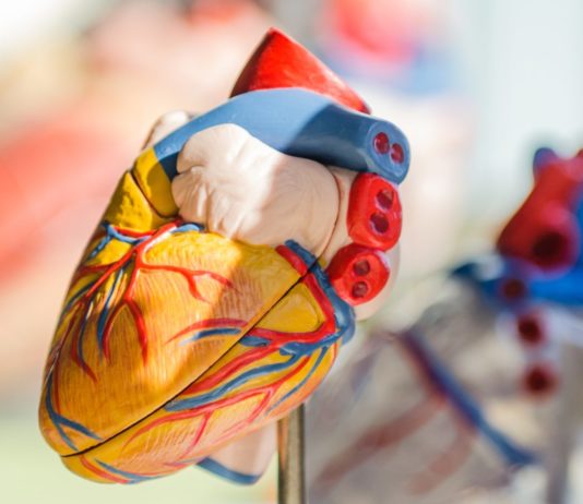 Boten-RNA-Impfstoff – bald ein Mittel zur Heilung von Herzinfarkten?