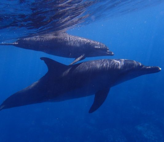 Ukraine-Krieg: Setzt Russland Delfine als geheime Unterwasserwaffen ein?