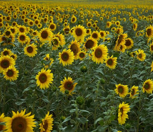 Ukraine-Krieg: Ist in Frankreich ein Mangel an bestimmten Verbrauchsgütern zu befürchten?